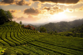 茶园建设项目可行性钻研汇报立项汇报