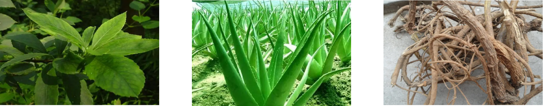 rb88随行版-rb88手机随行版登录入口