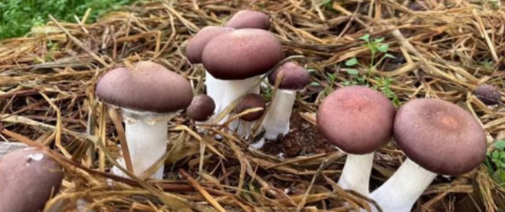 rb88随行版-rb88手机随行版登录入口